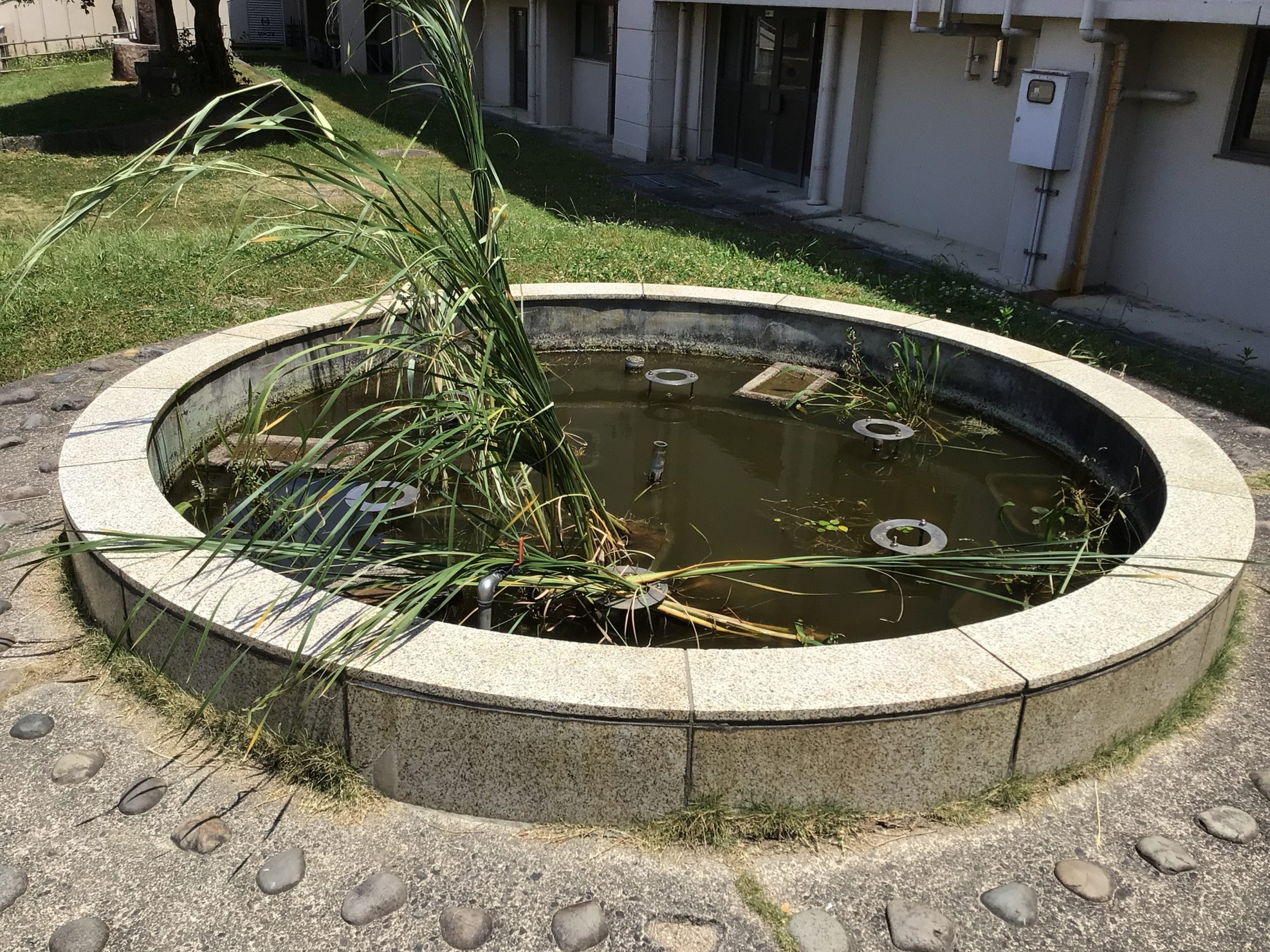 学びの池をビオトープ化する作業をしていただきました